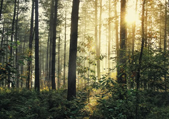 �r�A�E�H���B�G�W���̐X